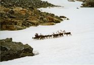 Rein